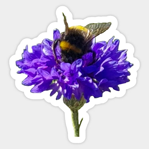 Bumblebee on a Blue Cornflower Sticker by ellenhenryflorals